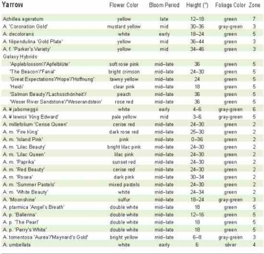 Herb Profile: Common Yarrow